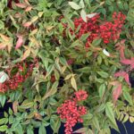 Nandina