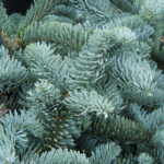 Noble Fir