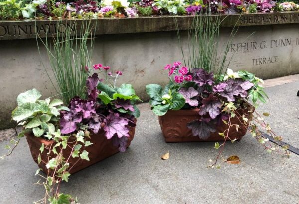 Winter-Container-Planting-in-Edmonds