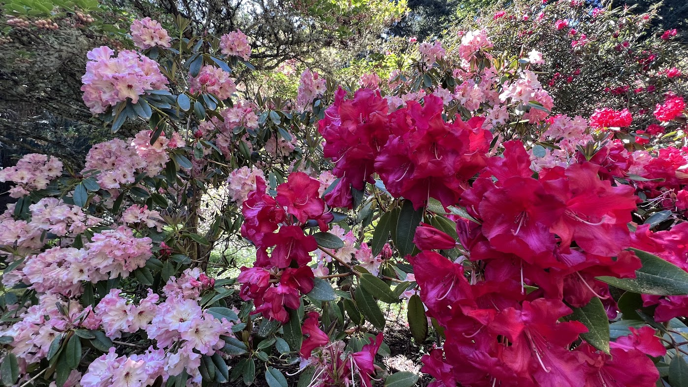 Meerkerk Gardens: Where Nature's Symphony Blooms - Edmonds in Bloom