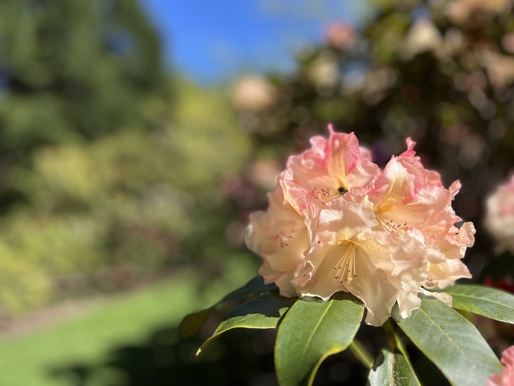 Meerkerk Gardens: Where Nature's Symphony Blooms - Edmonds in Bloom