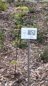 SUGi Pocket Forest at the Shoreline Historical Museum