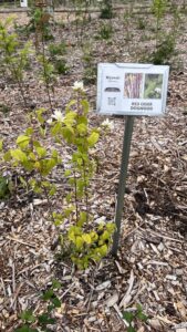 Miyawaki Micro Forest