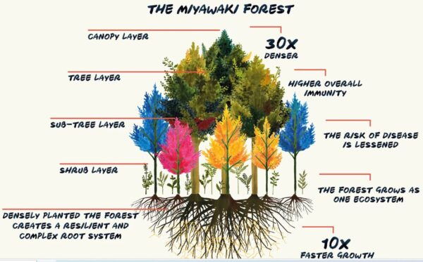 Miyawaki-Forest-Method