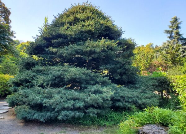 Kubota Garden Seattle