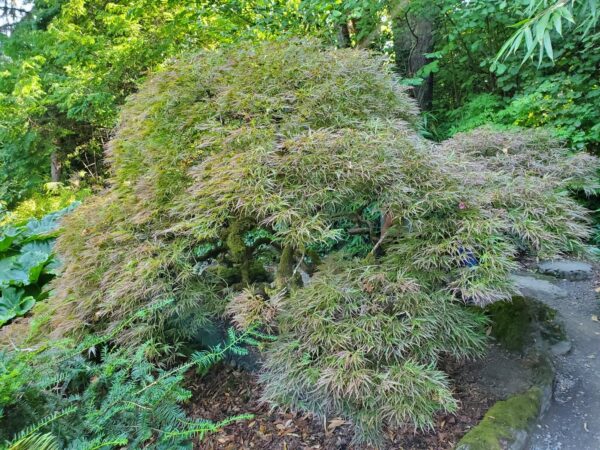 Kubota Garden Seattle