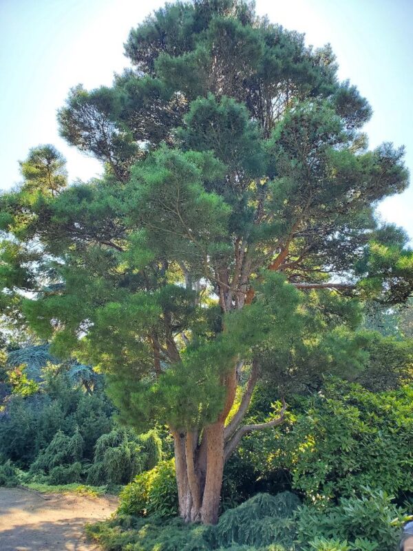 Kubota Garden Seattle