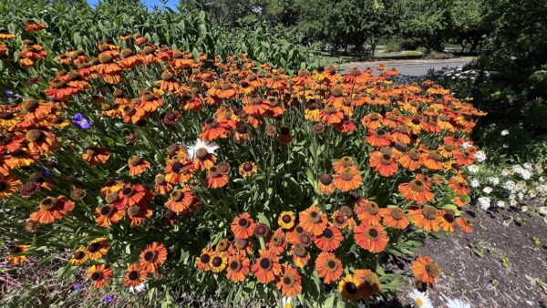 Center-for-Urban-Horticulture-at-UW