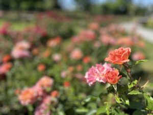 Rose_Garden-Edmonds