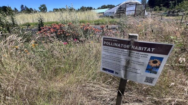 UW-Farm-pollinator-habitat