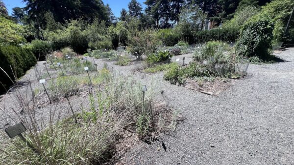 UW Medicinal Herb Garden