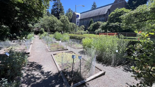 UW Medicinal Herb Garden