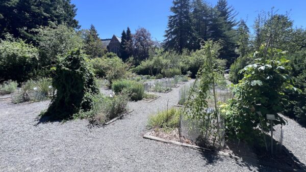 UW Medicinal Herb Garden