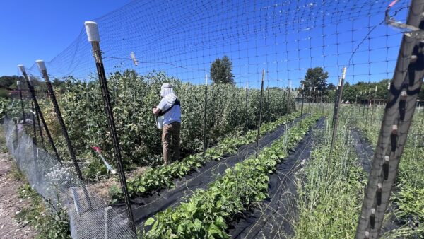 University-of_Washington-Farm