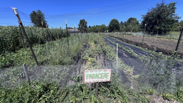 University_of-Washington-Farm