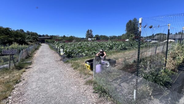 University_of_Washington-Farm