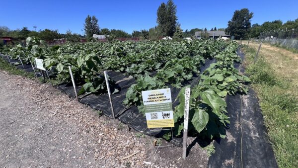 University_of_Washington_Farm