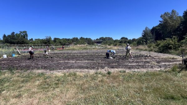 Volunteer-at-UW-Farm