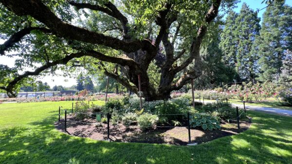 owen-rose-garden-cherry-tree