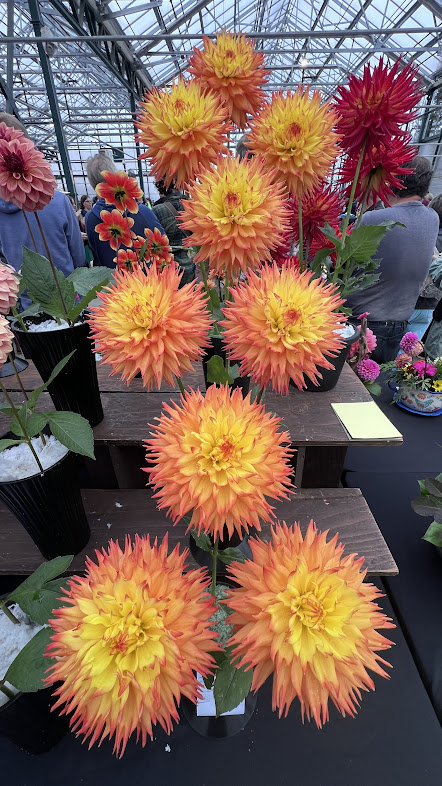 2024-Seattle_Dahlia_Show