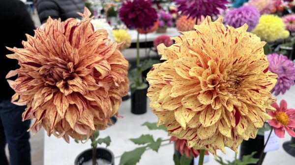 2024_Seattle-Dahlia-Show