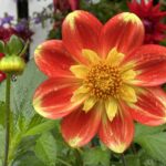 Edmonds Dahlias