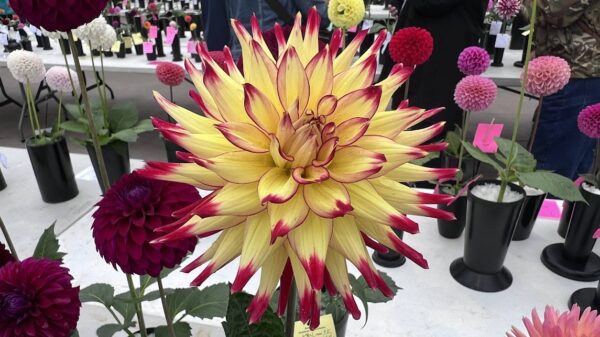 Seattle-Dahlia_Show