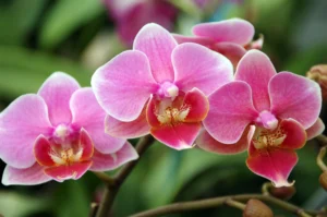 moth_orchid
