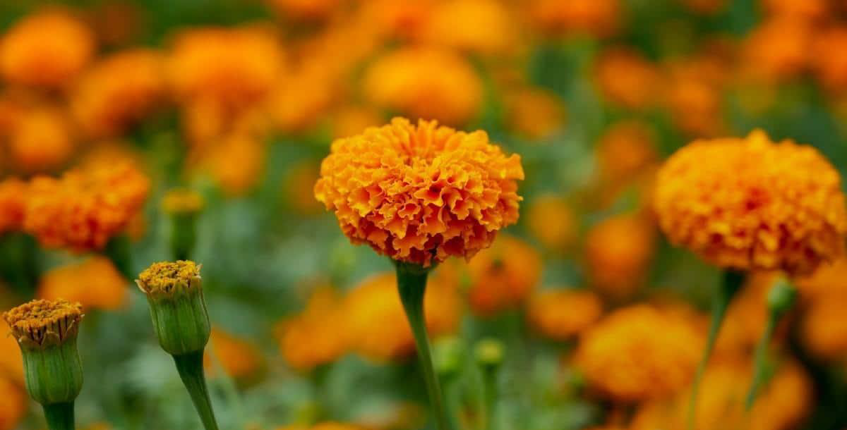 Bright orange marigold flowers