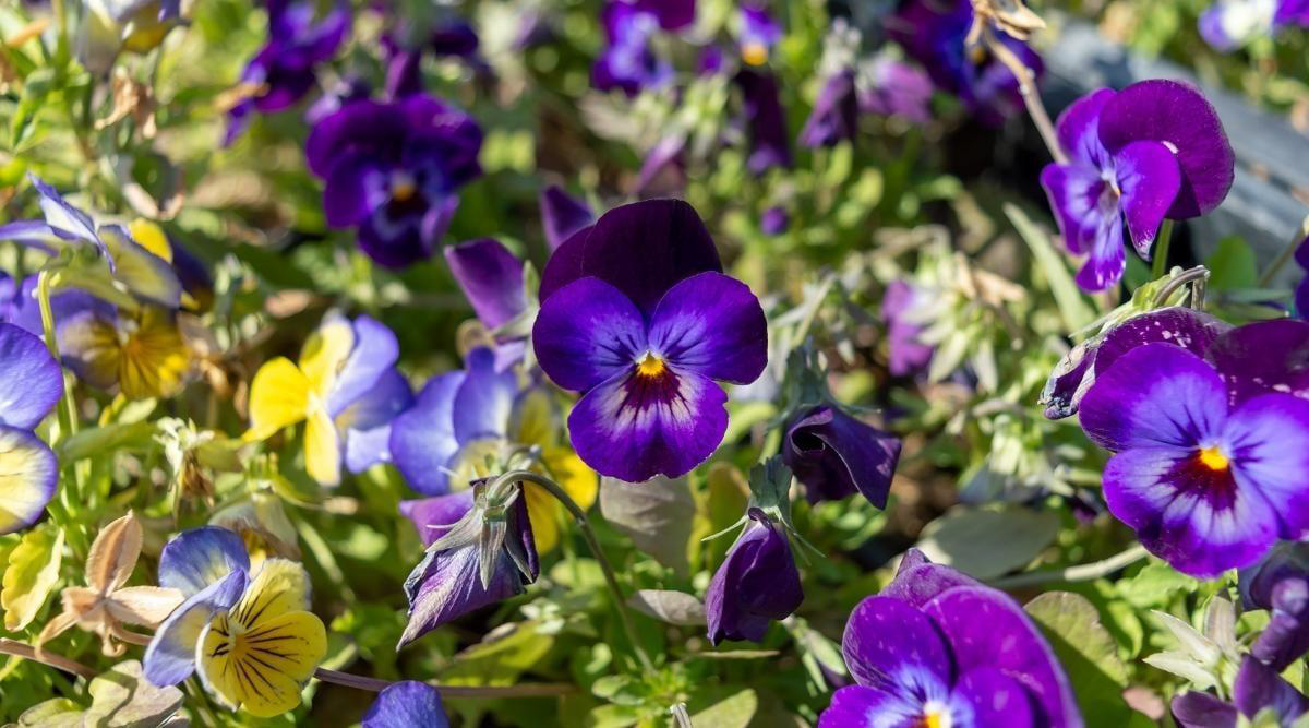 Colorful pansy flowers