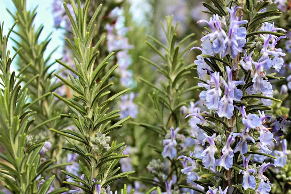 Rosemary herb with purple flowers