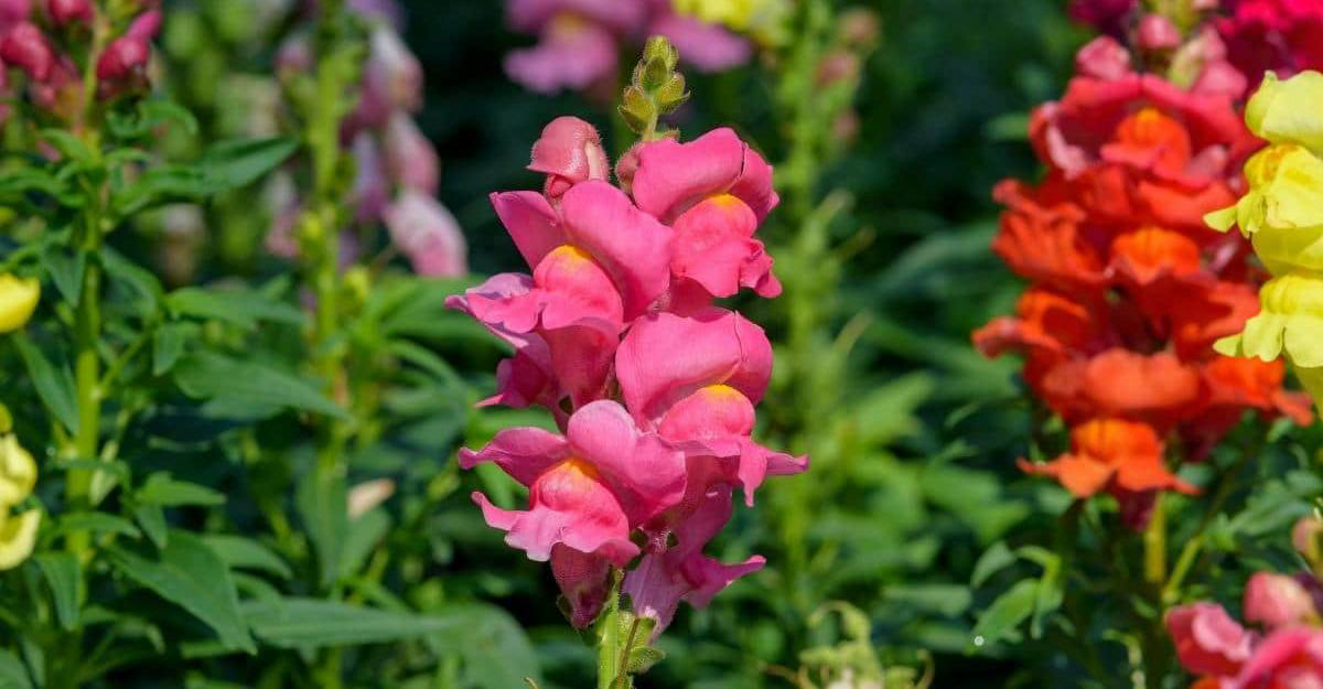 Pink and orange snapdragon flowers