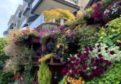 Alki-Beach-Flower-houses