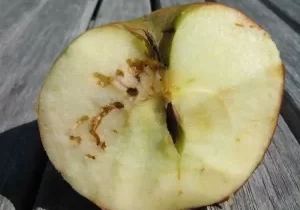 Apple-Maggot-Damage-Edmonds