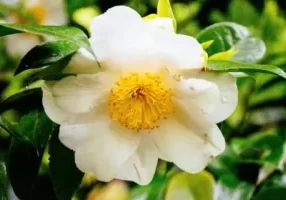 Sasanqua-Camellias