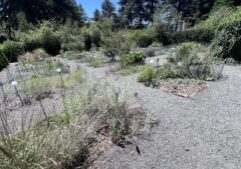 UW Medicinal Herb Garden