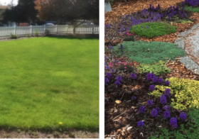 L-R: Before — our suburban lawn and now — armeria, thyme and ajuga.